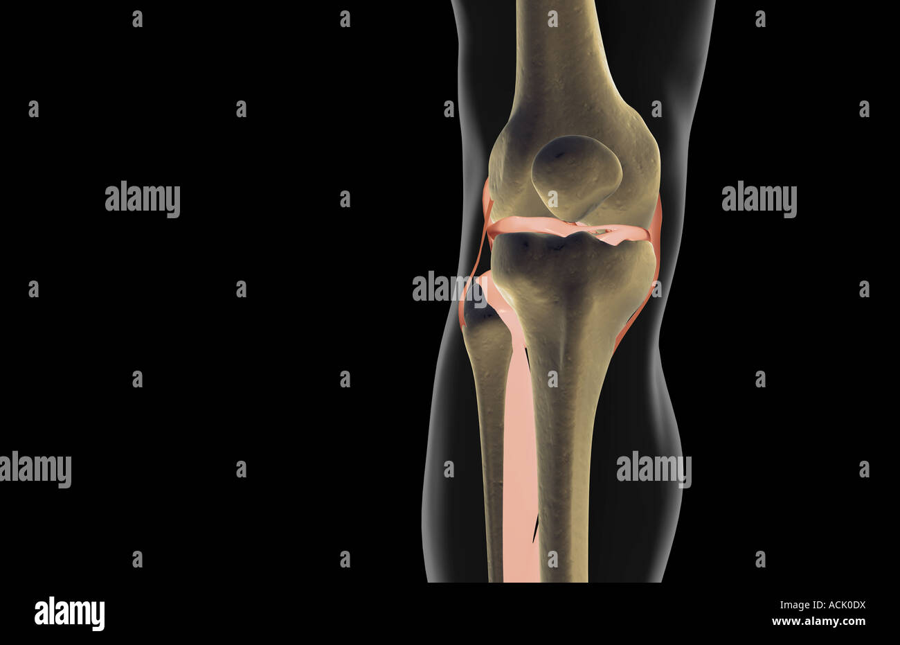 Die Bänder des Knies Stockfoto Die Bänder des Knies Stockfoto