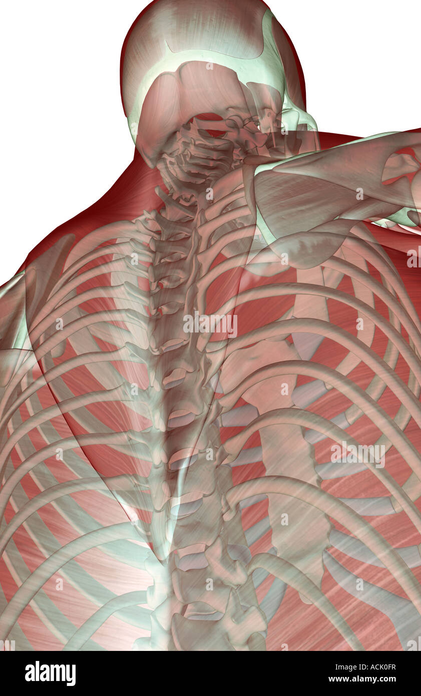 Die Musculoskeleton des Oberkörpers Stockfoto