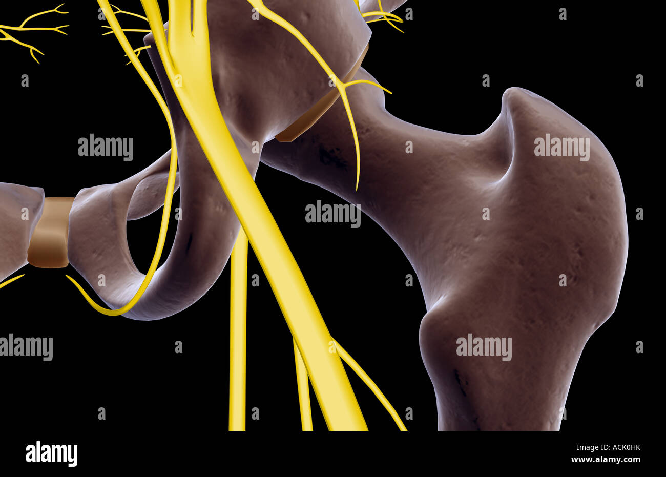 Die Nerven der Hüfte Stockfoto