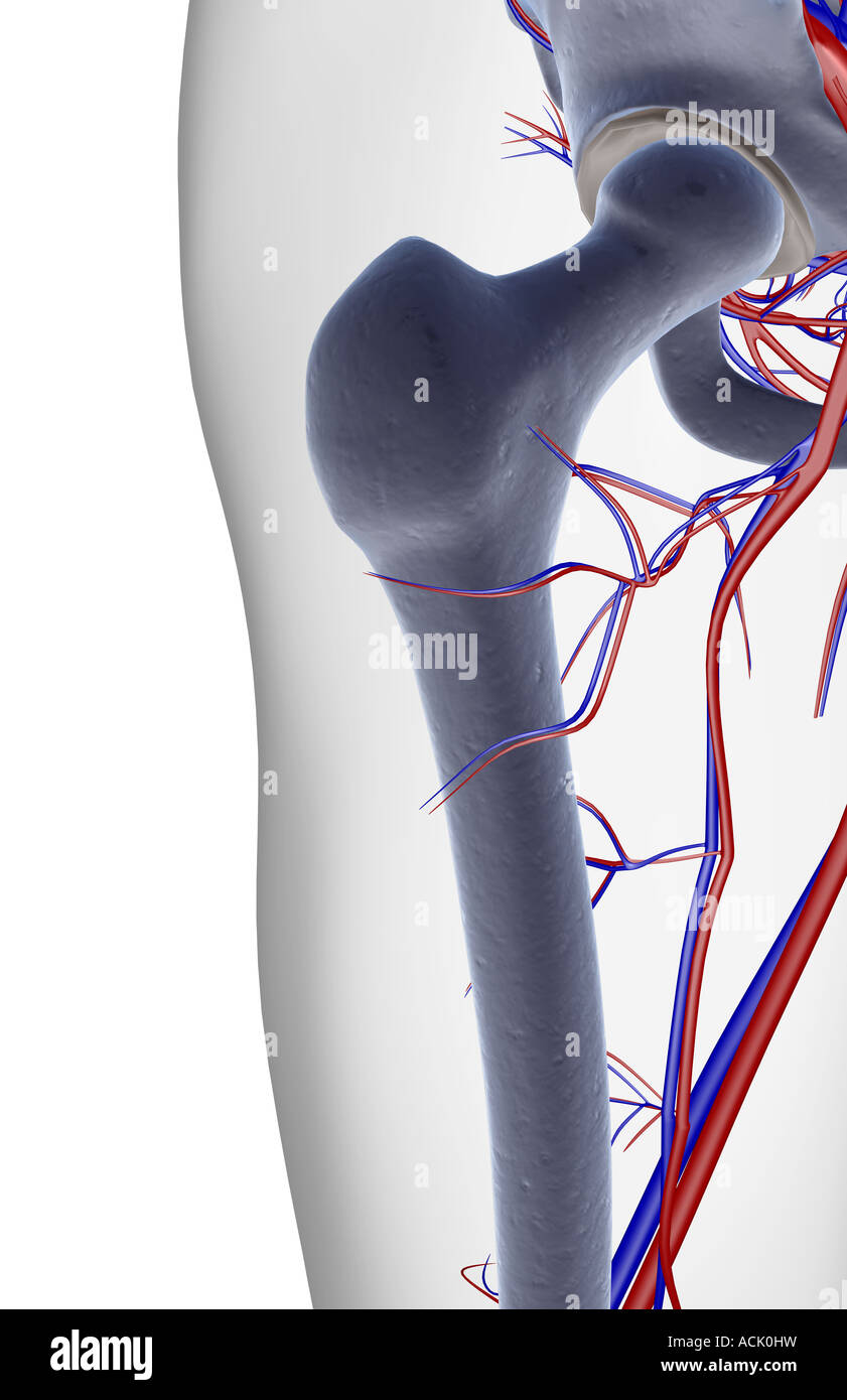Das Blut-Versorgungsmaterial von der Hüfte Stockfoto
