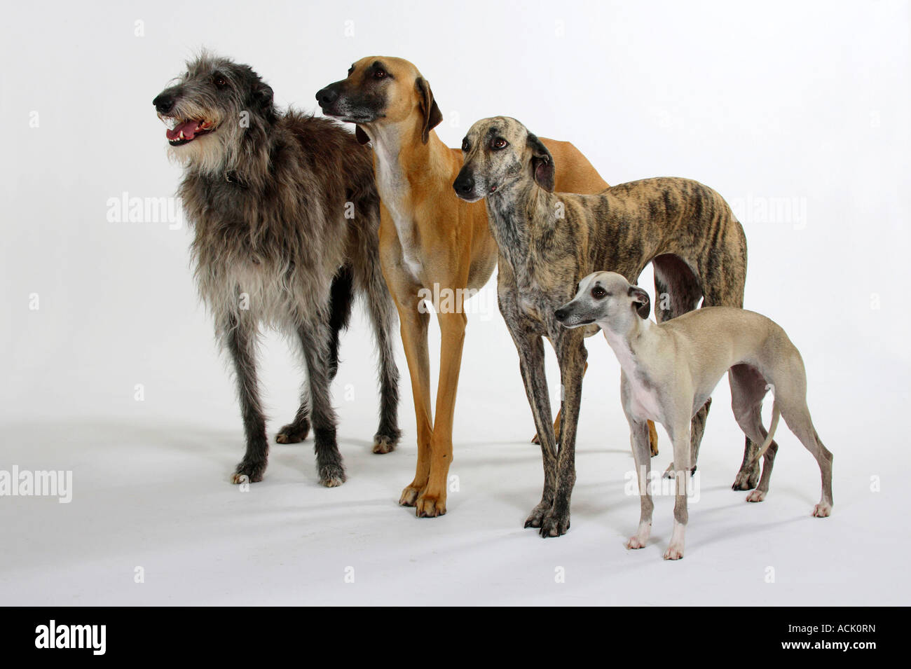 Sloughis Scottish Deerhound und Whippet Stockfoto