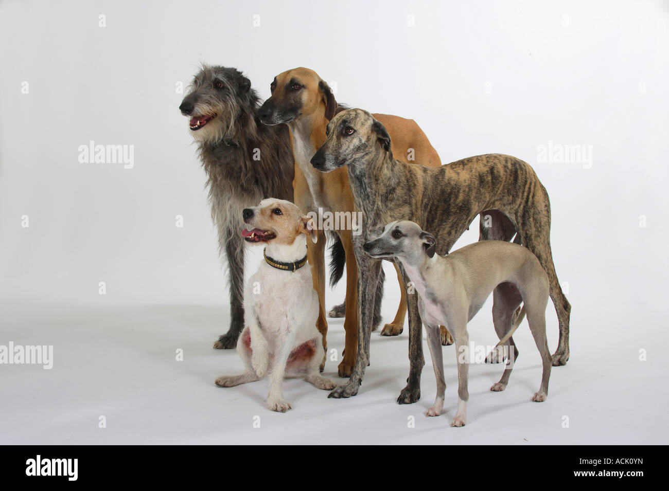 Sloughis Scottish Deerhound Whippet und Parson-Russell-Terrier Stockfoto