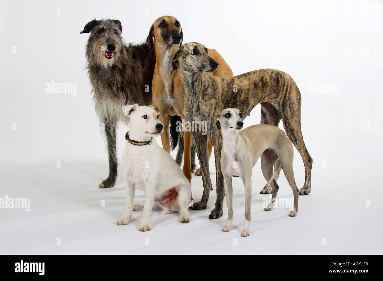Sloughis Scottish Deerhound Whippet und Parson-Russell-Terrier Stockfoto