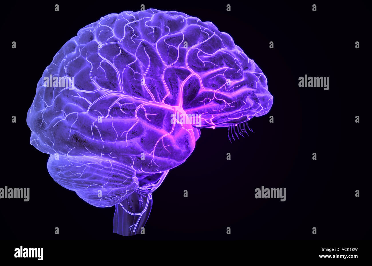 Die Arterien des Gehirns Stockfoto