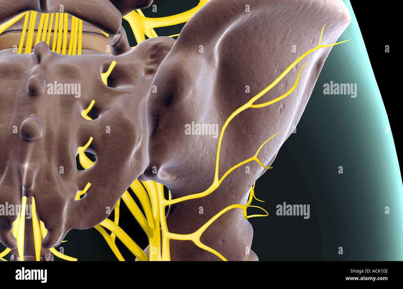 Die Nerven der Hüfte Stockfoto