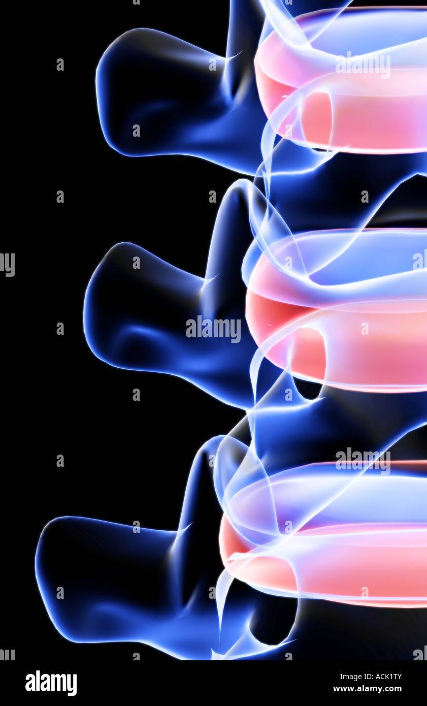 Die Knochen der Wirbelsäule Stockfoto
