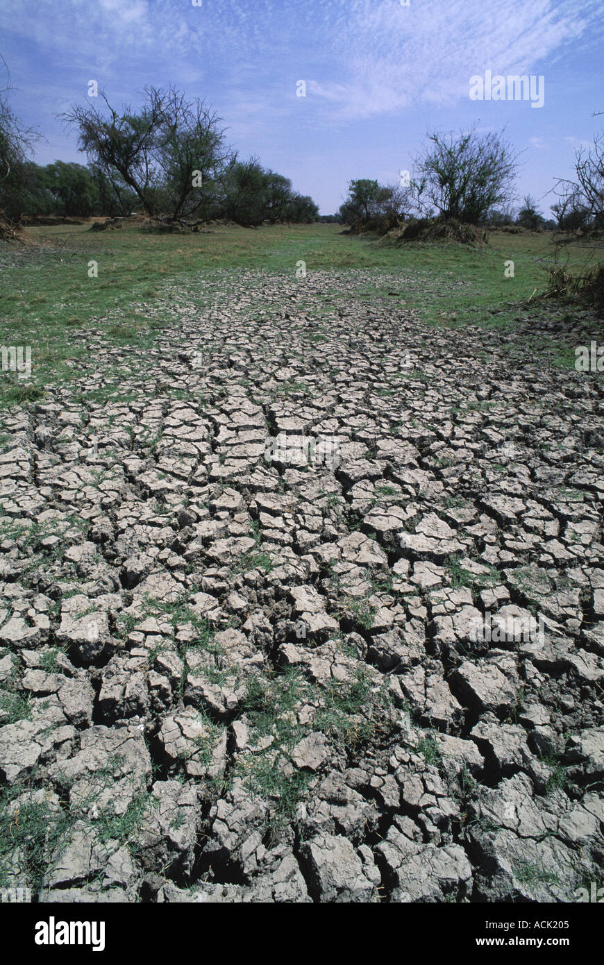Rissige Erde während der schweren Dürre in Keolado Ghana NP Rajasthan Indien Stockfoto