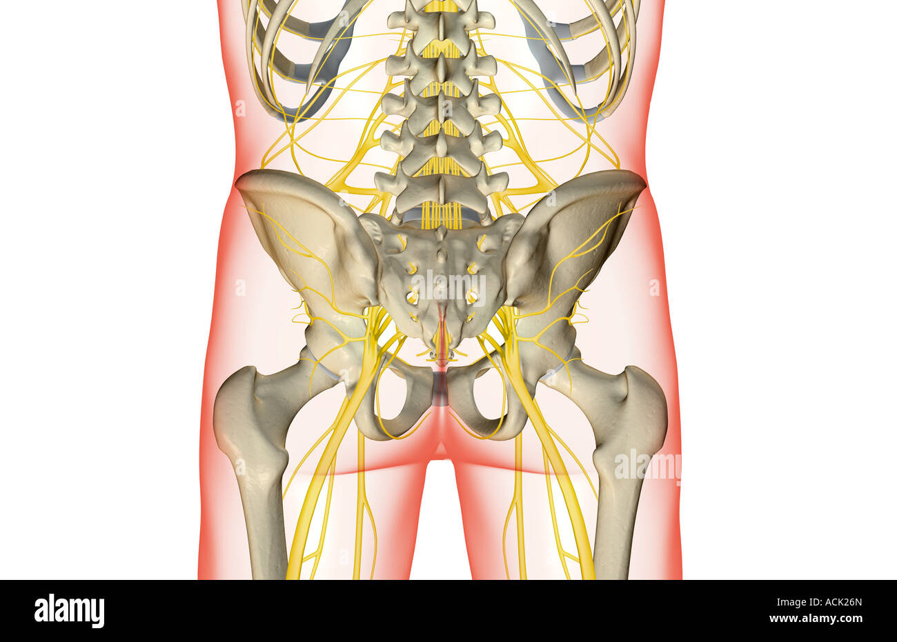 Die Nerven der unteren Körperhälfte Stockfoto