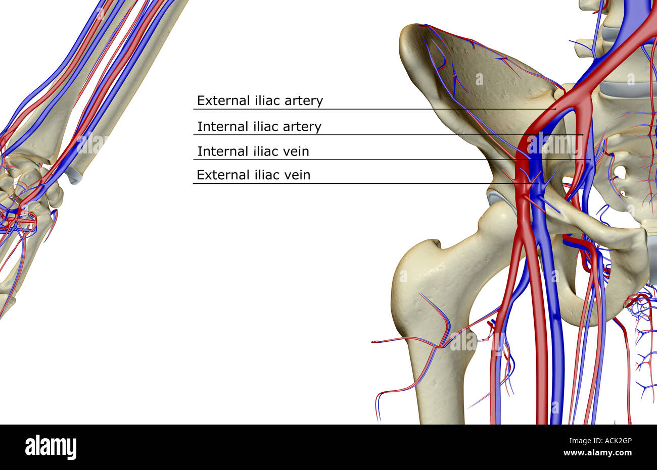 Das Blut-Versorgungsmaterial von der Hüfte Stockfoto