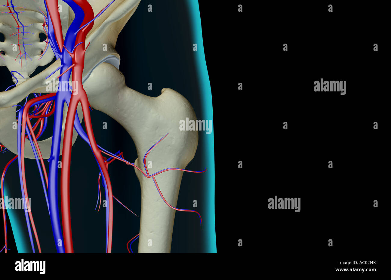 Das Blut-Versorgungsmaterial von der Hüfte Stockfoto