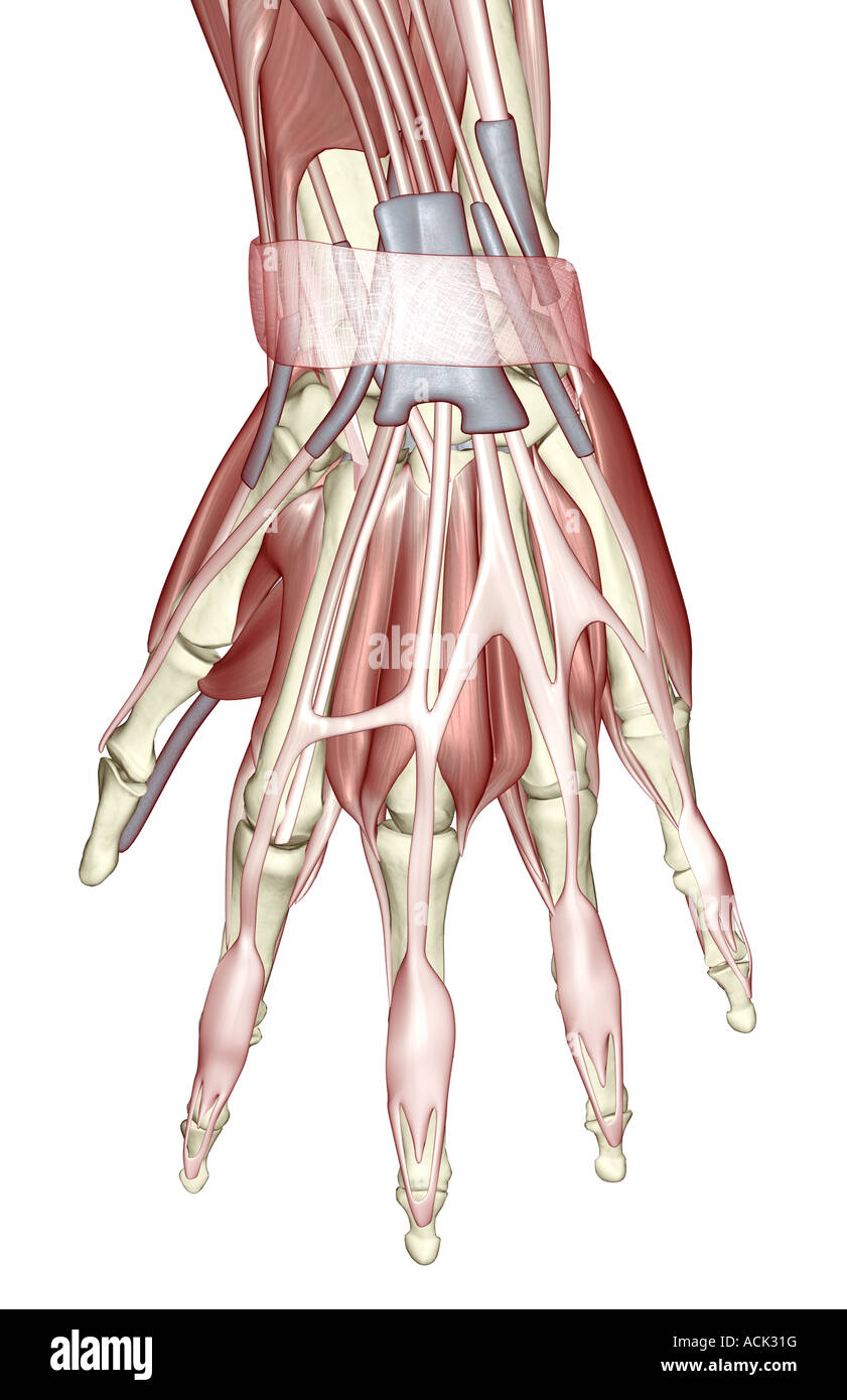 Die Muskeln der hand Stockfoto