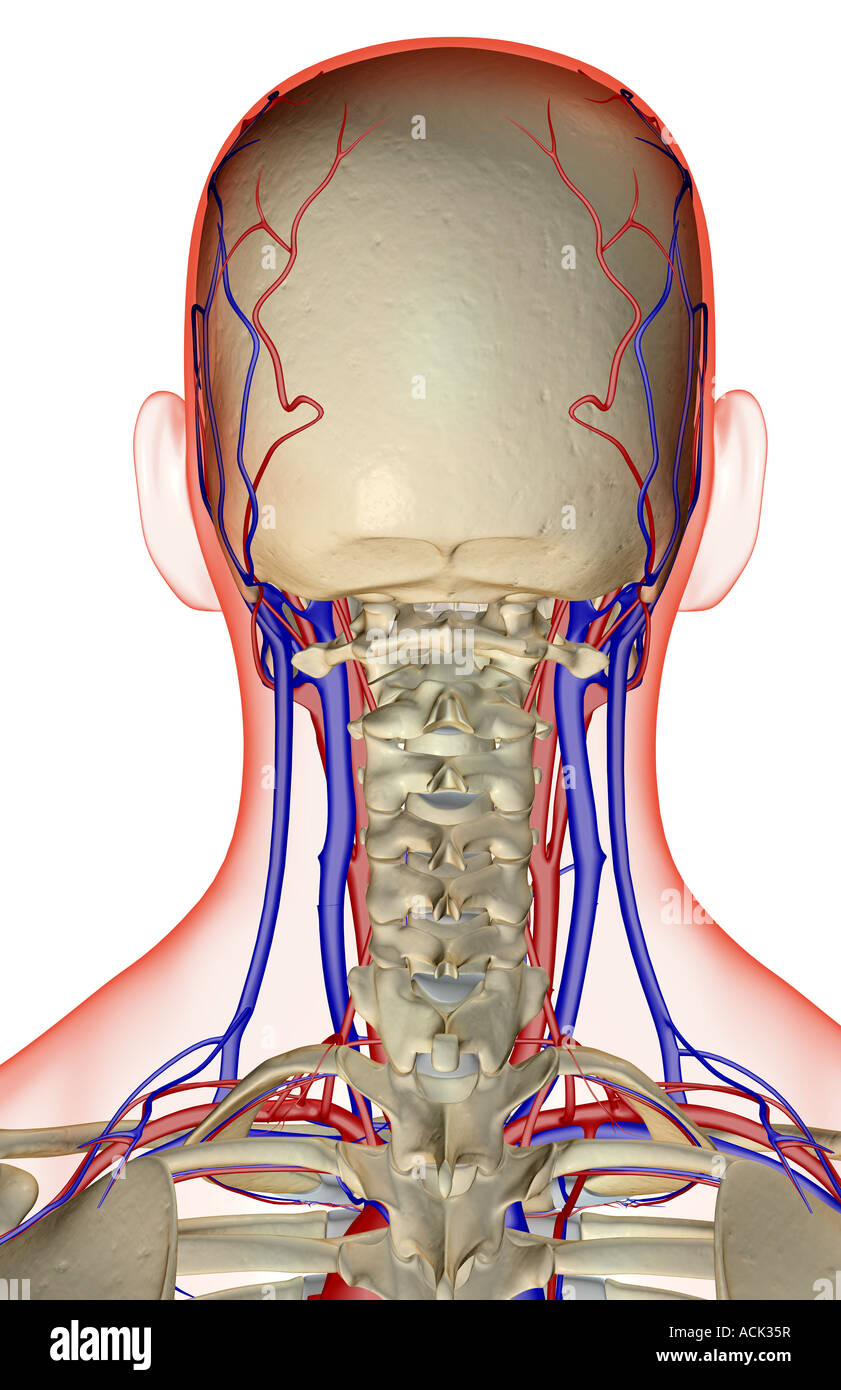 синдром позвоночной артерии с4. внутренняя сонная артерия анатомия схема. вертебробазилярный бассейн головного мозга анатомия. базилярный кровоток. ишемический инфаркт мозжечка.