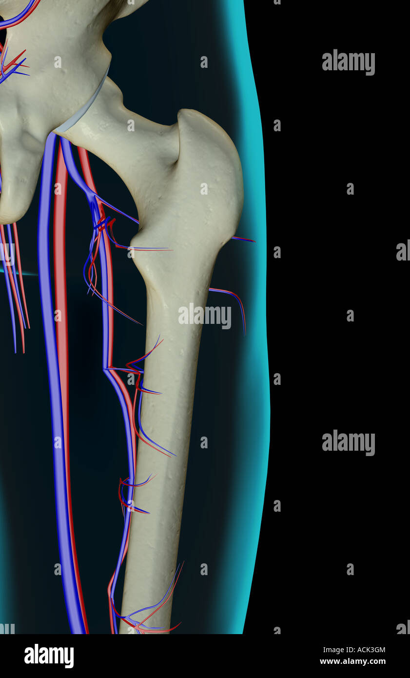 Das Blut-Versorgungsmaterial von der Hüfte Stockfoto