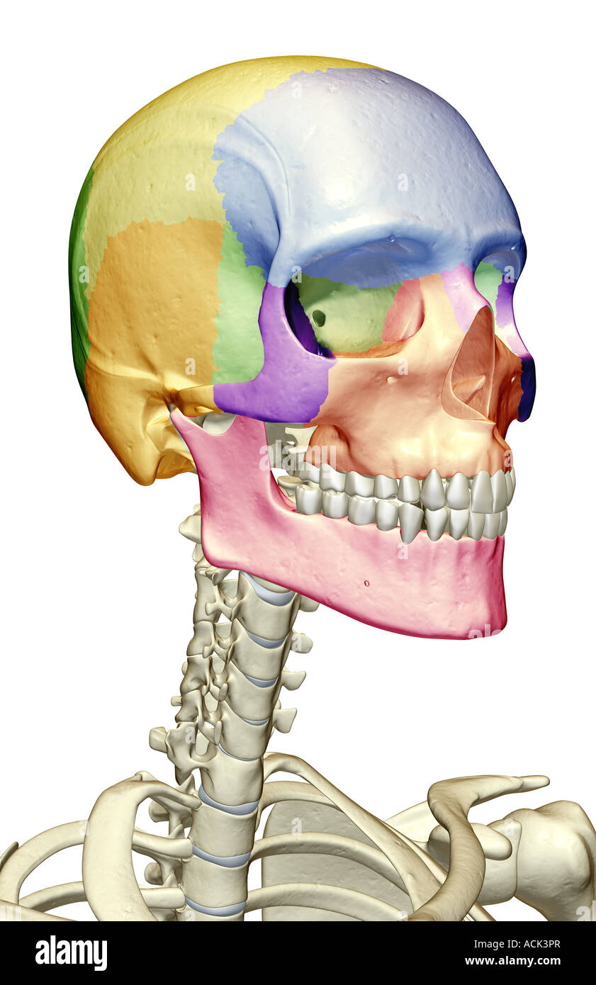 Die Knochen Von Kopf Hals Und Gesicht Stockfotografie Alamy