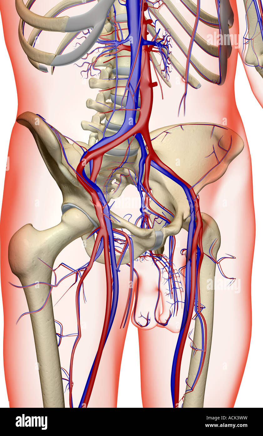 Das Blut-Versorgungsmaterial des Beckens Stockfoto