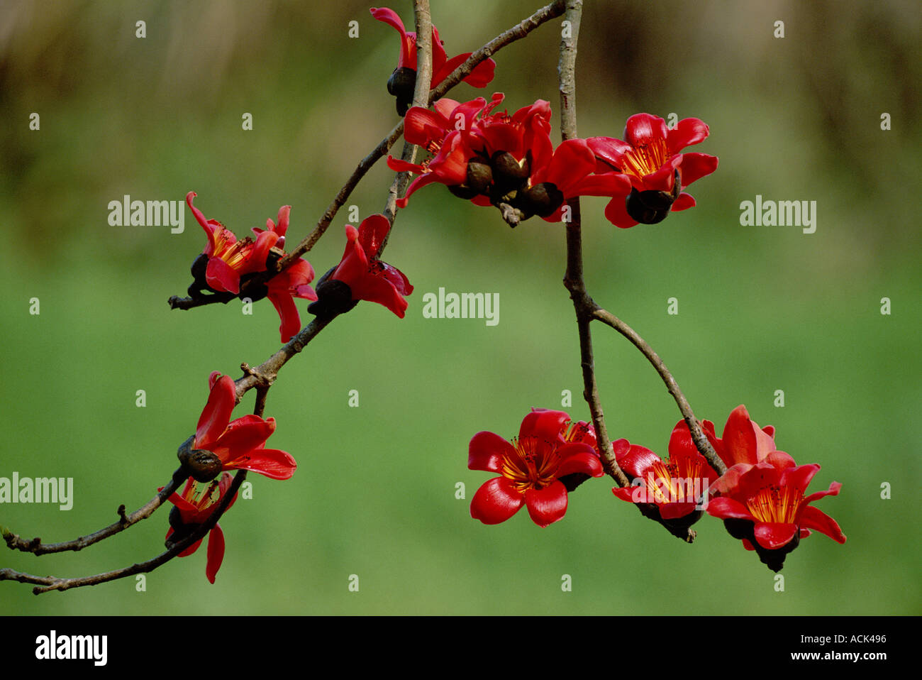 Rote Seide Baumwolle Baum Blumen Bombax Ceiba Kaziranga NP Assam Indien Stockfoto