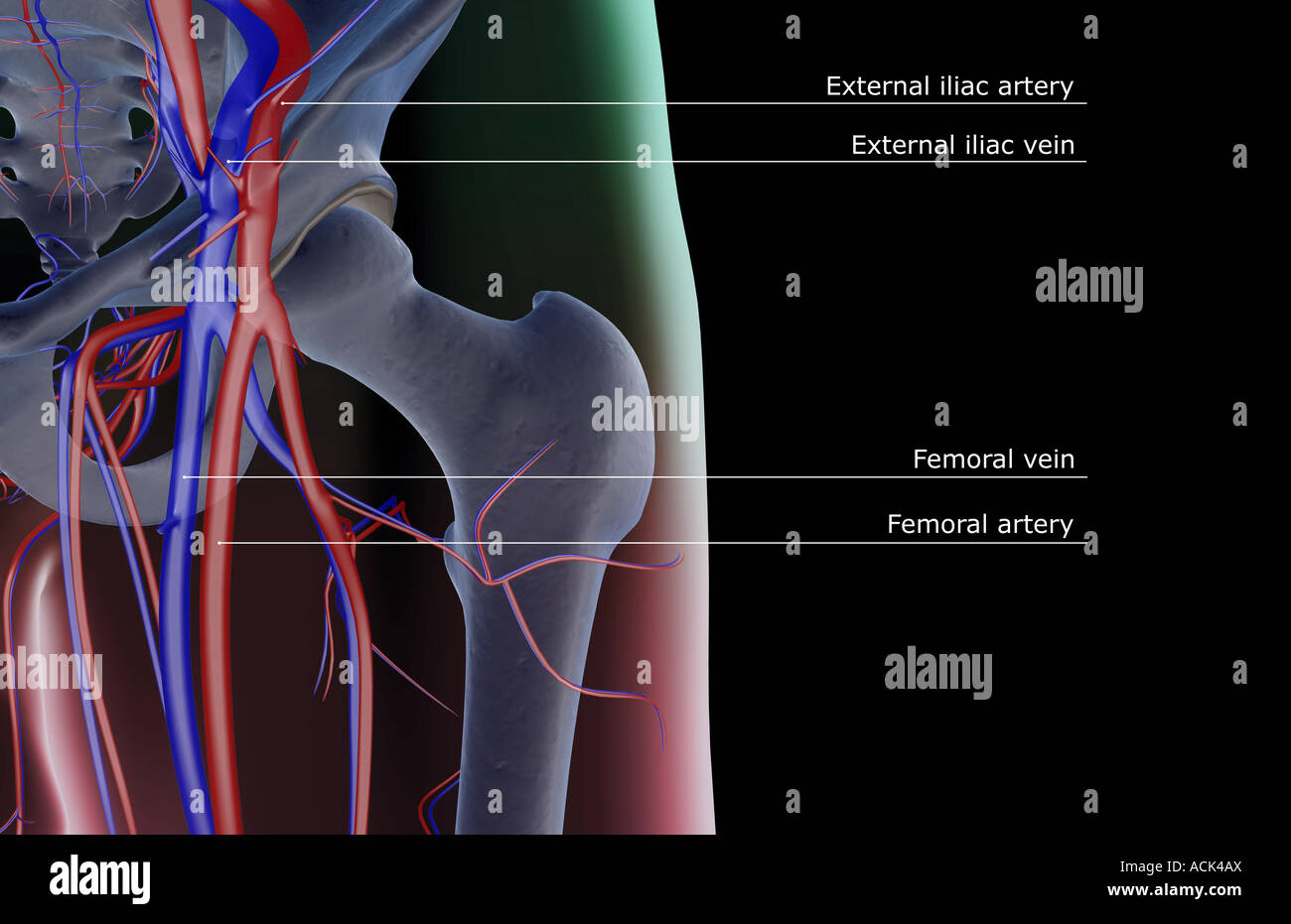 Das Blut-Versorgungsmaterial von der Hüfte Stockfoto