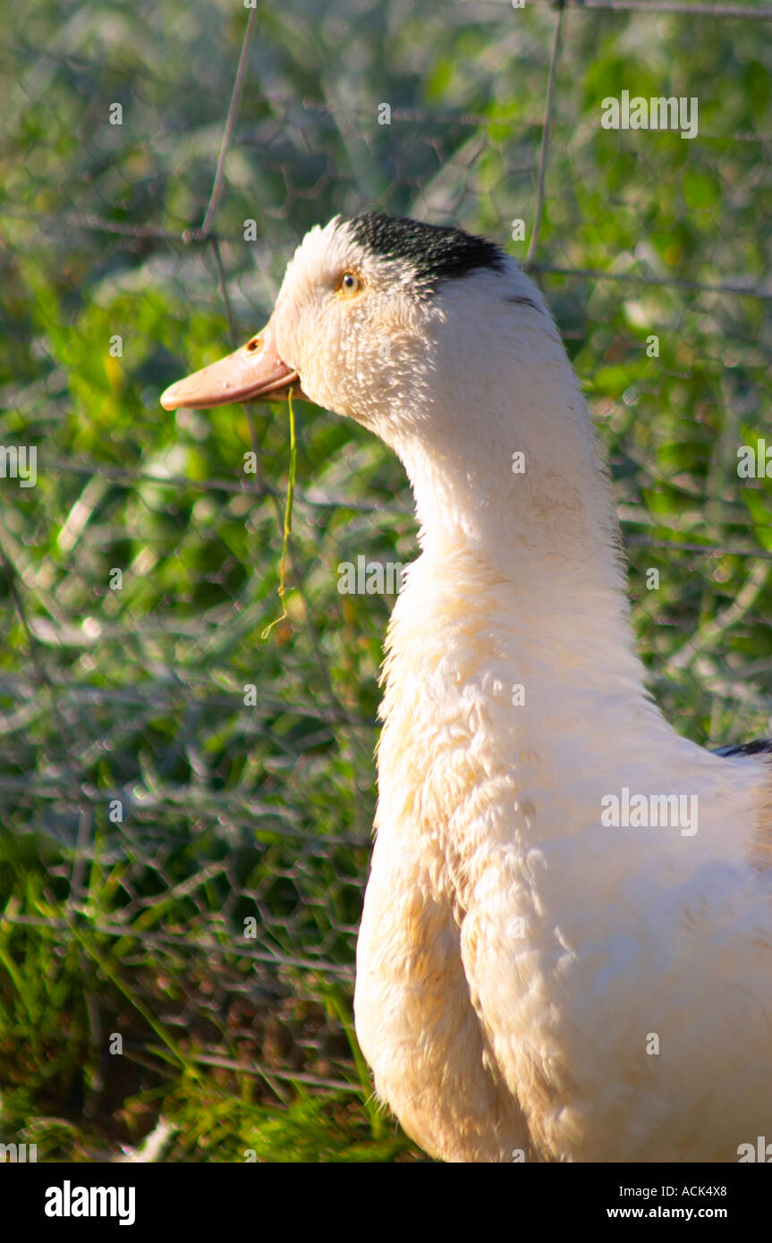 Weiße und schwarze Enten auf einem Bauernhof Ente im Freien gehalten, für die Beweidung vor die letzte Zwangsernährung Bühne um Stopfleber Entenleber zu machen. Ferme de Biorne Enten und Hühner auf dem Bauernhof Dordogne Frankreich Stockfoto