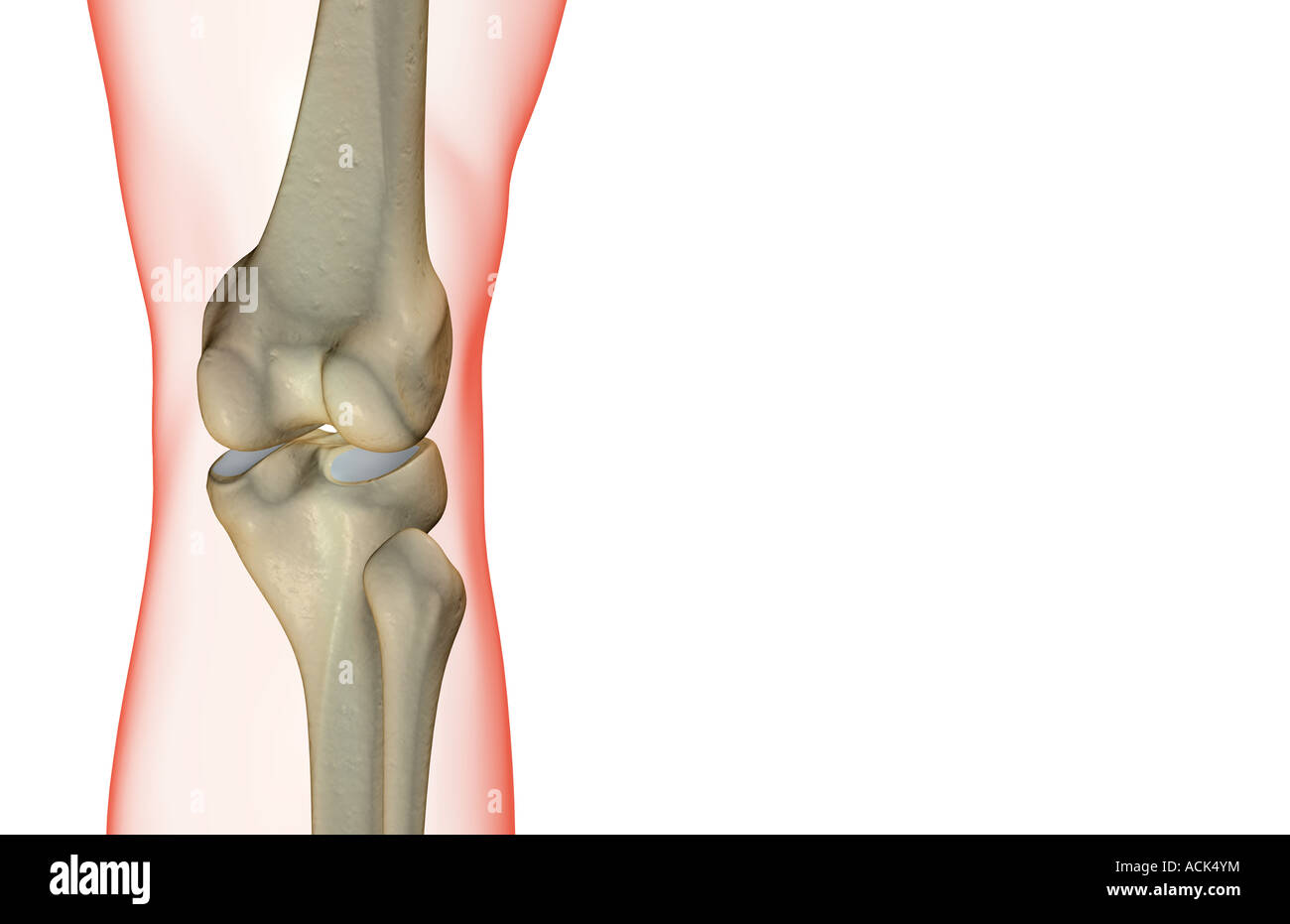 Medial Condyle Stockfotos und -bilder Kaufen - Alamy