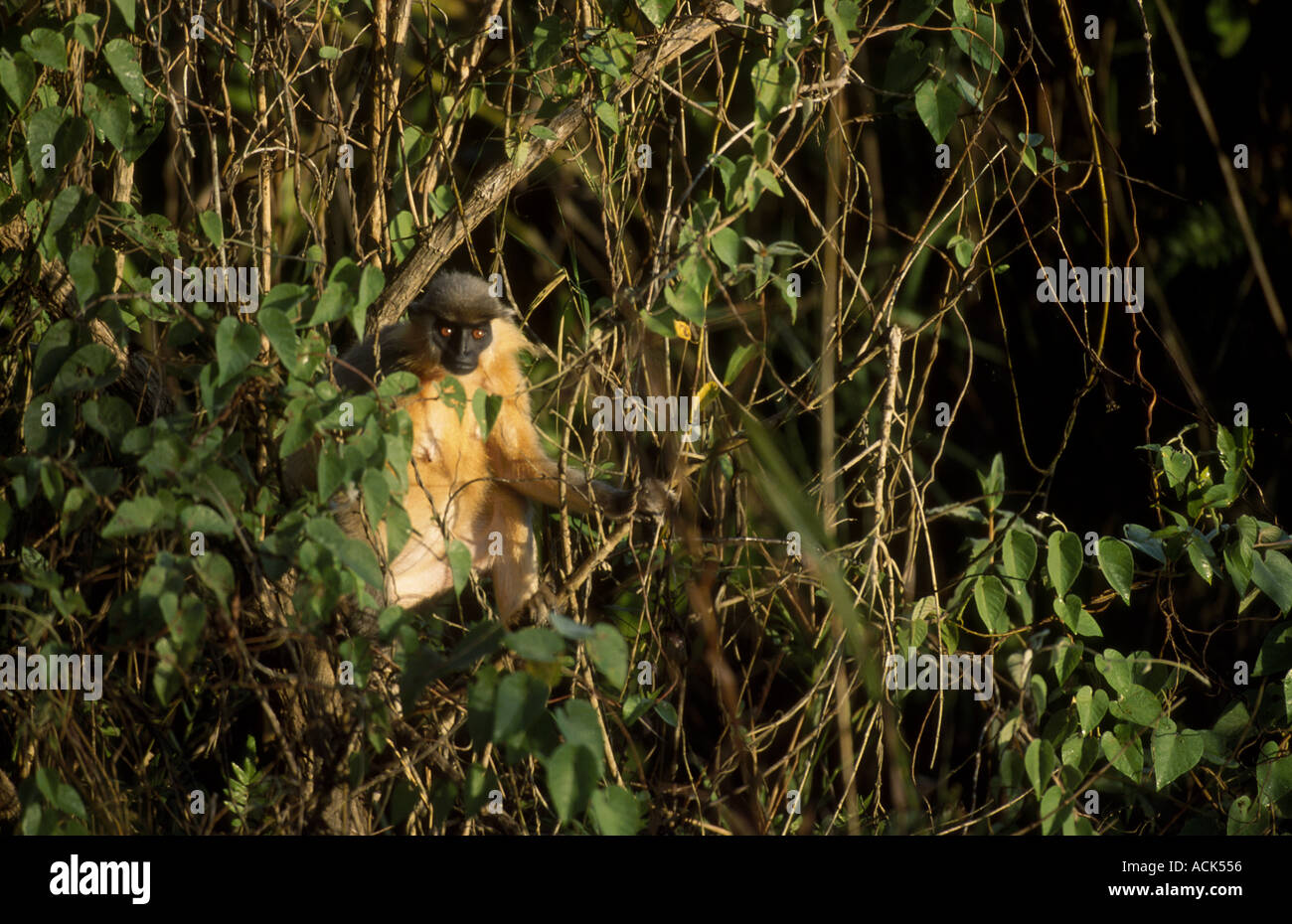 Angeschnittene Ärmel Languren Presbytis Pileata Manas NP Assam Indien Stockfoto