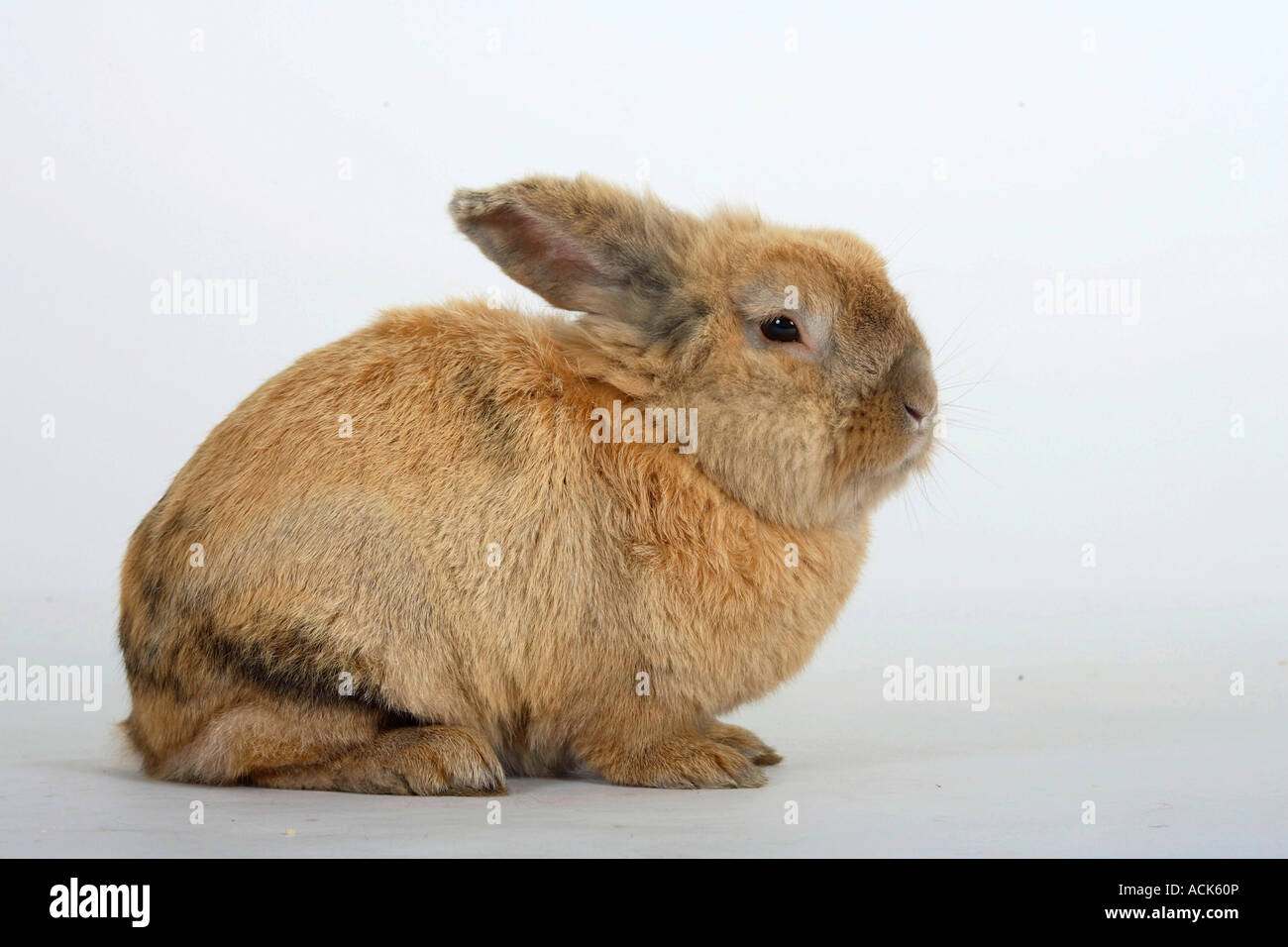 Inländische Kaninchen-Seite Stockfoto