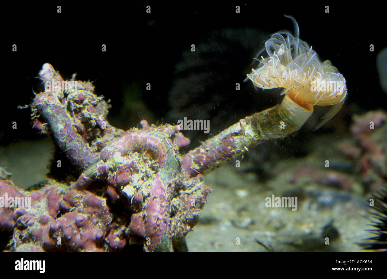 Rohr-Wurm Staubwedel Protula Tubularia Spanien Mittelmeer Stockfoto