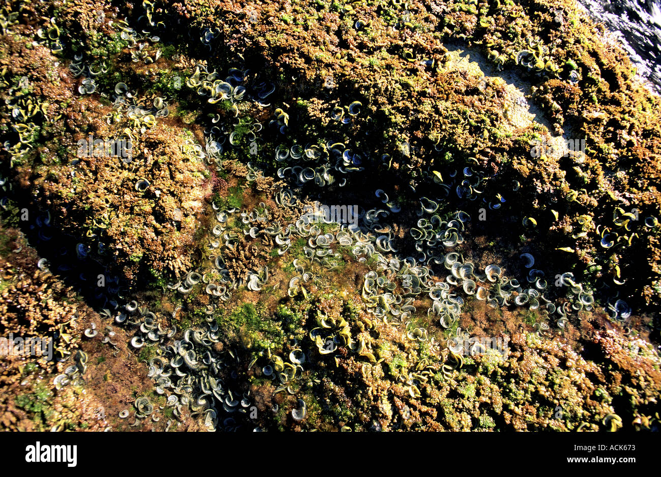 Pfauen tail Algen ausgesetzt bei Ebbe Padina Pavonica Spanien Stockfoto