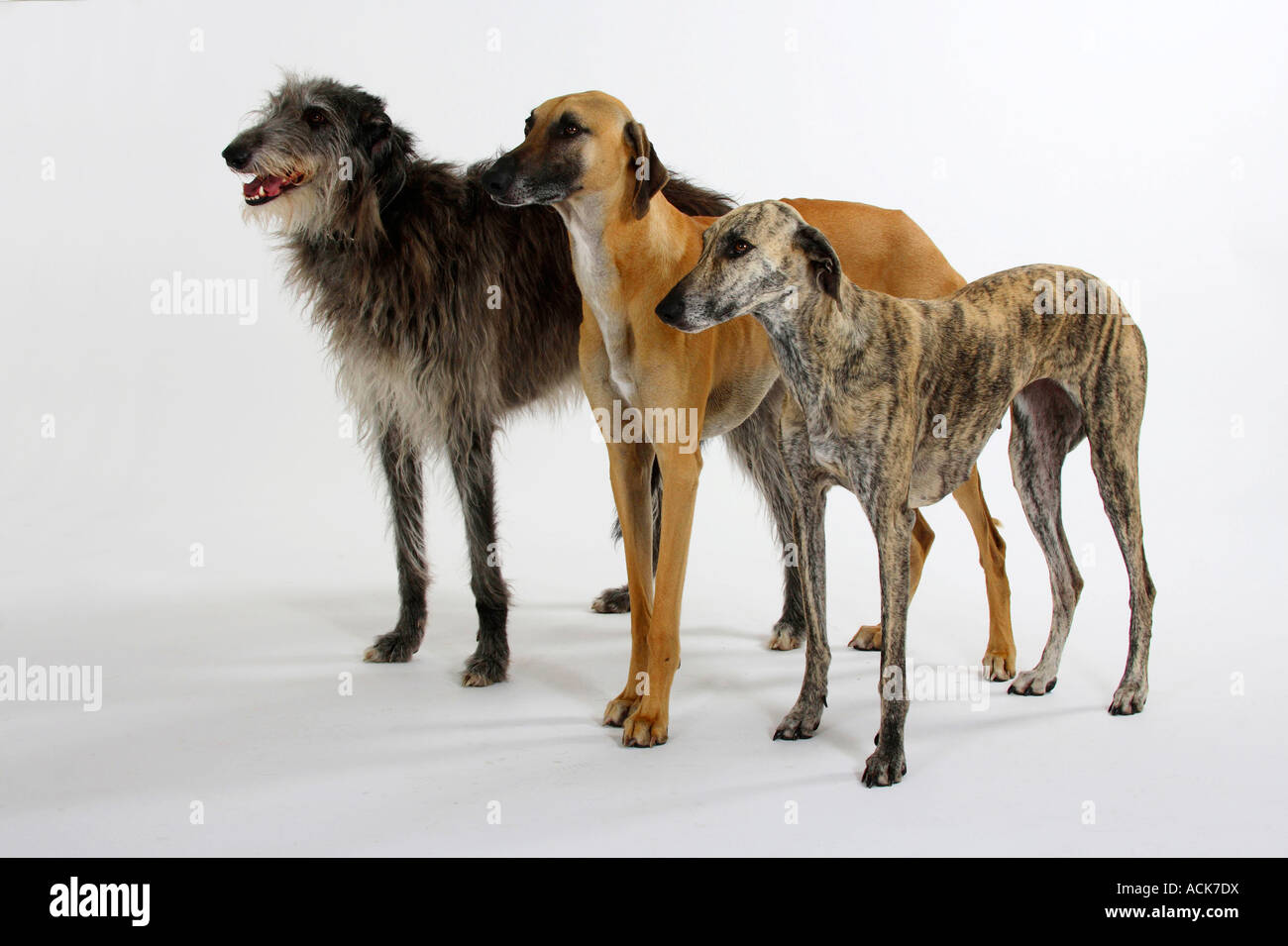 Sloughis und Scottish Deerhound Stockfoto