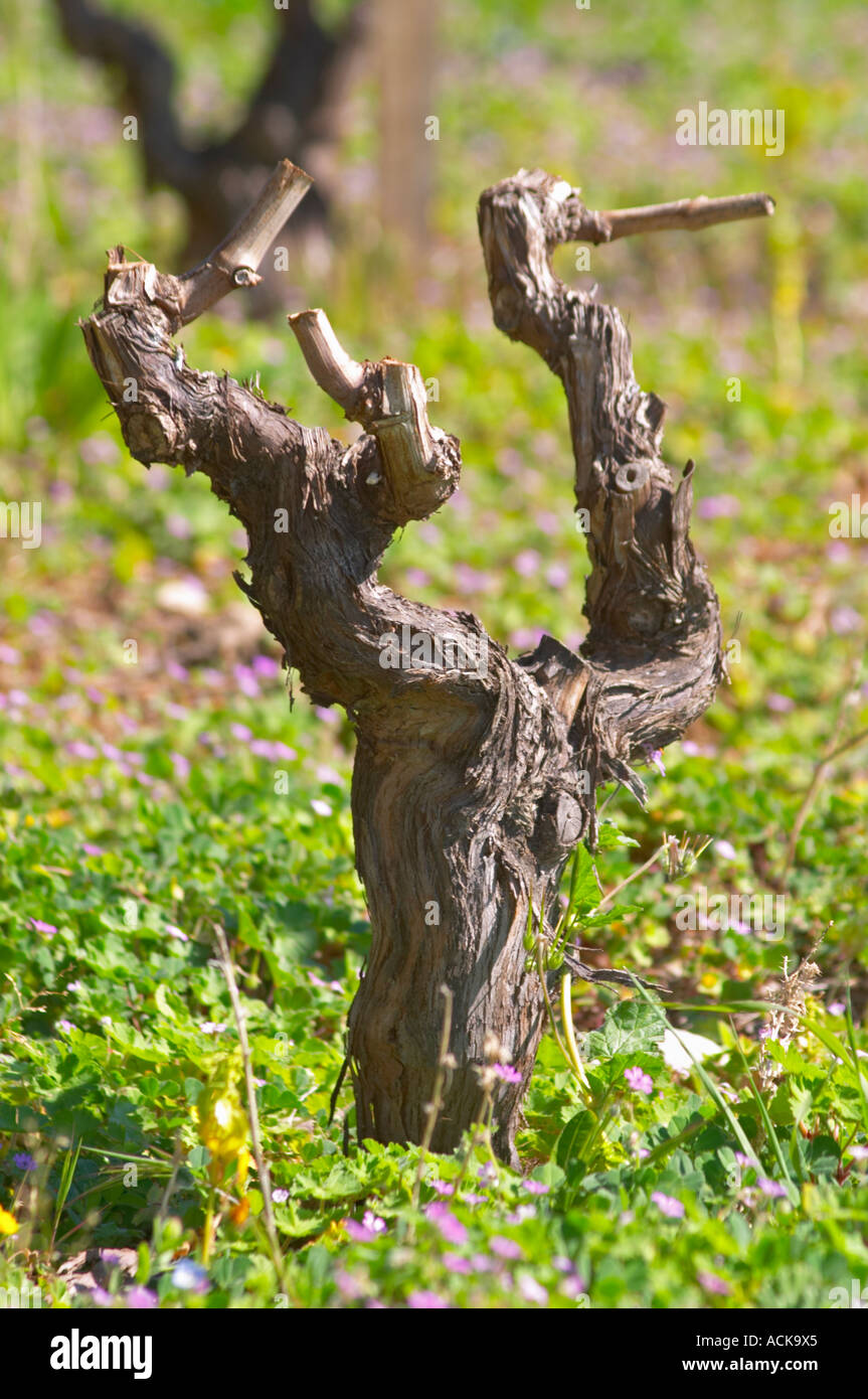 Das Weingut Cassis im Frühjahr Reben Winter im Gobelet Training, Marsanne Traube Vielzahl beschnitten Stockfoto