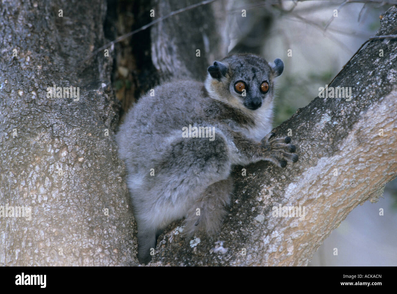 White-footed Sportive Lemur (Lepilemur Leucopus) tagsüber Roost, Berenty Reserve, Südwesten Madagaskars. Stockfoto