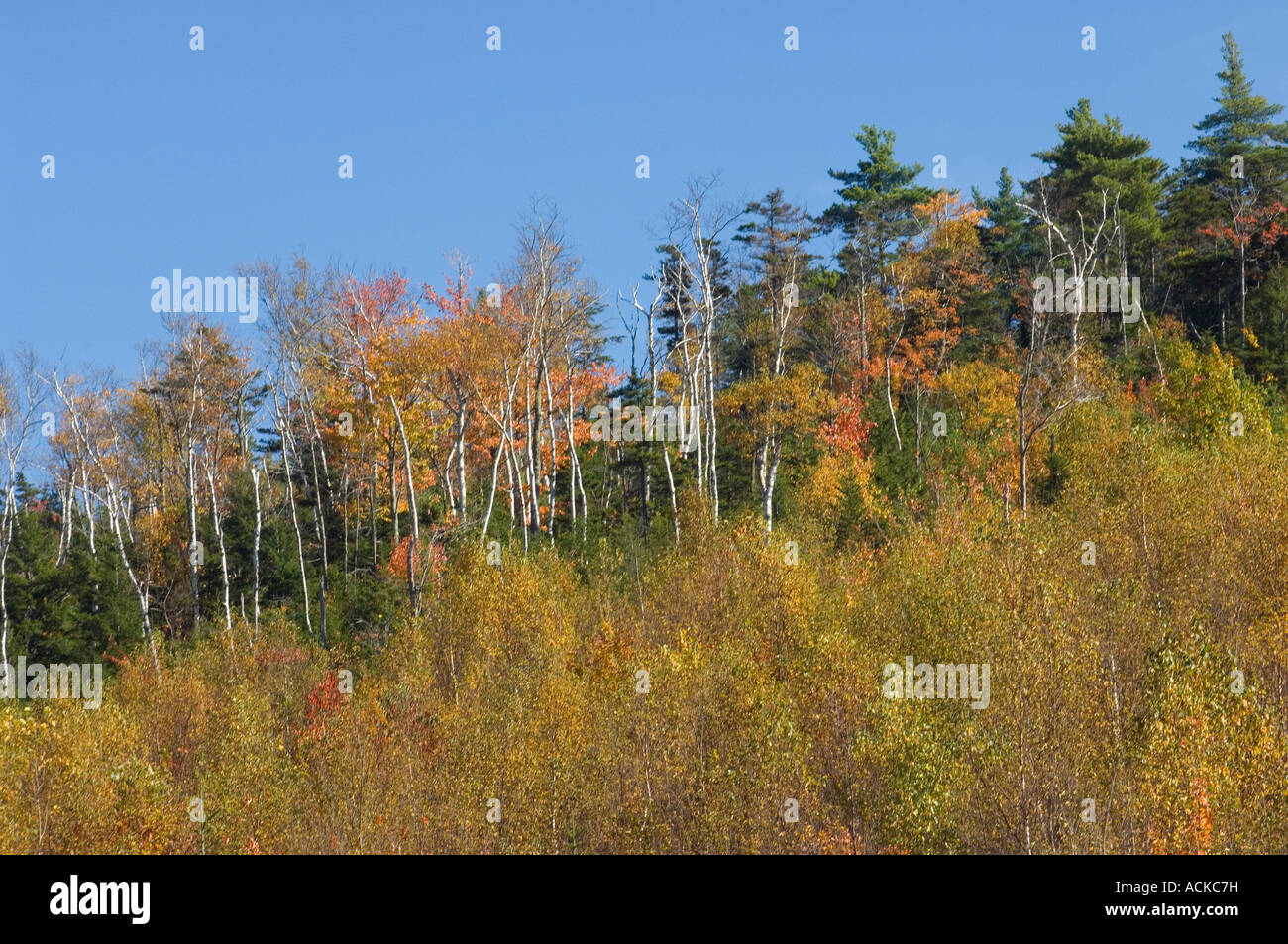 Herbst Farbe auf Albany Berg in den White Mountains National Forest in Maine. Digitale Fotografie Stockfoto