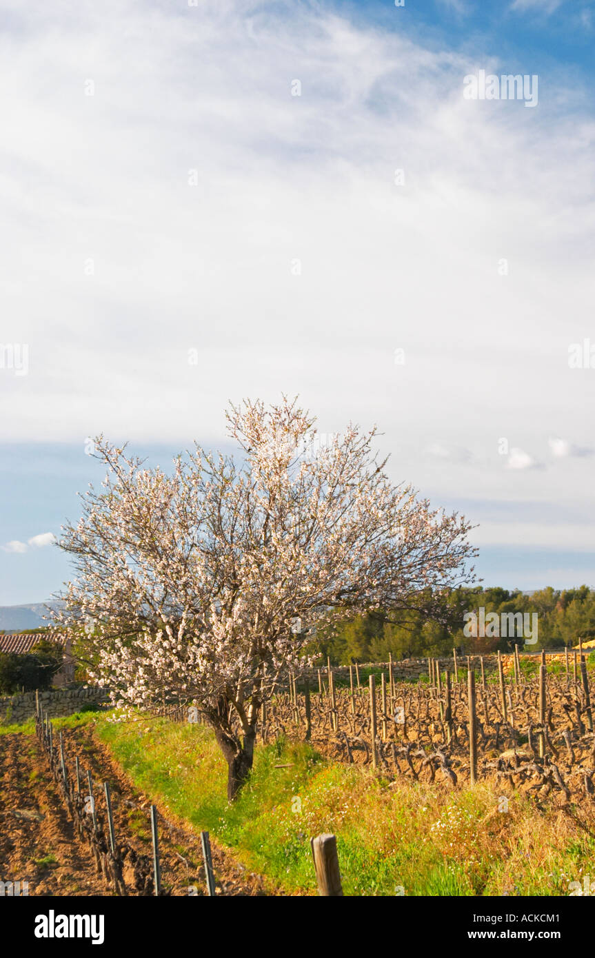 Blick über die Weinberge im Frühjahr Reben im Cordon Royat Training mit einem Mandelbaum in Blüte Blüte Domaine De La Tour du Bon Stockfoto