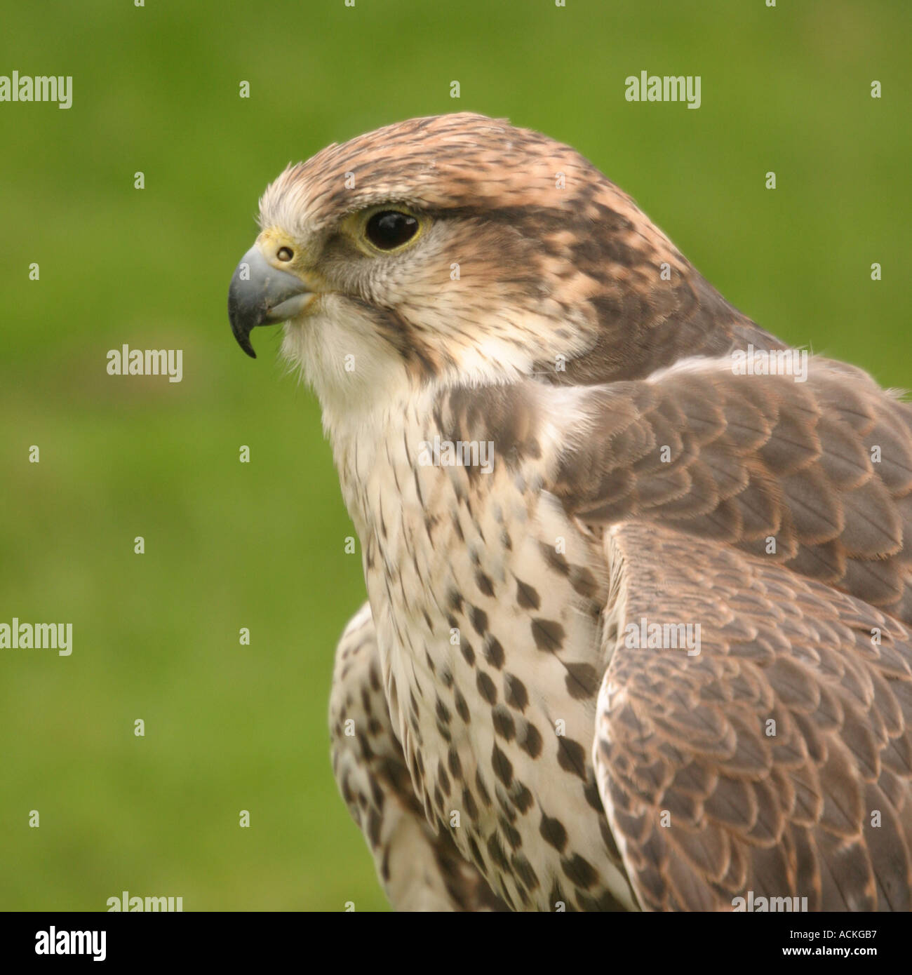 Erwachsenen Bussard Stockfoto