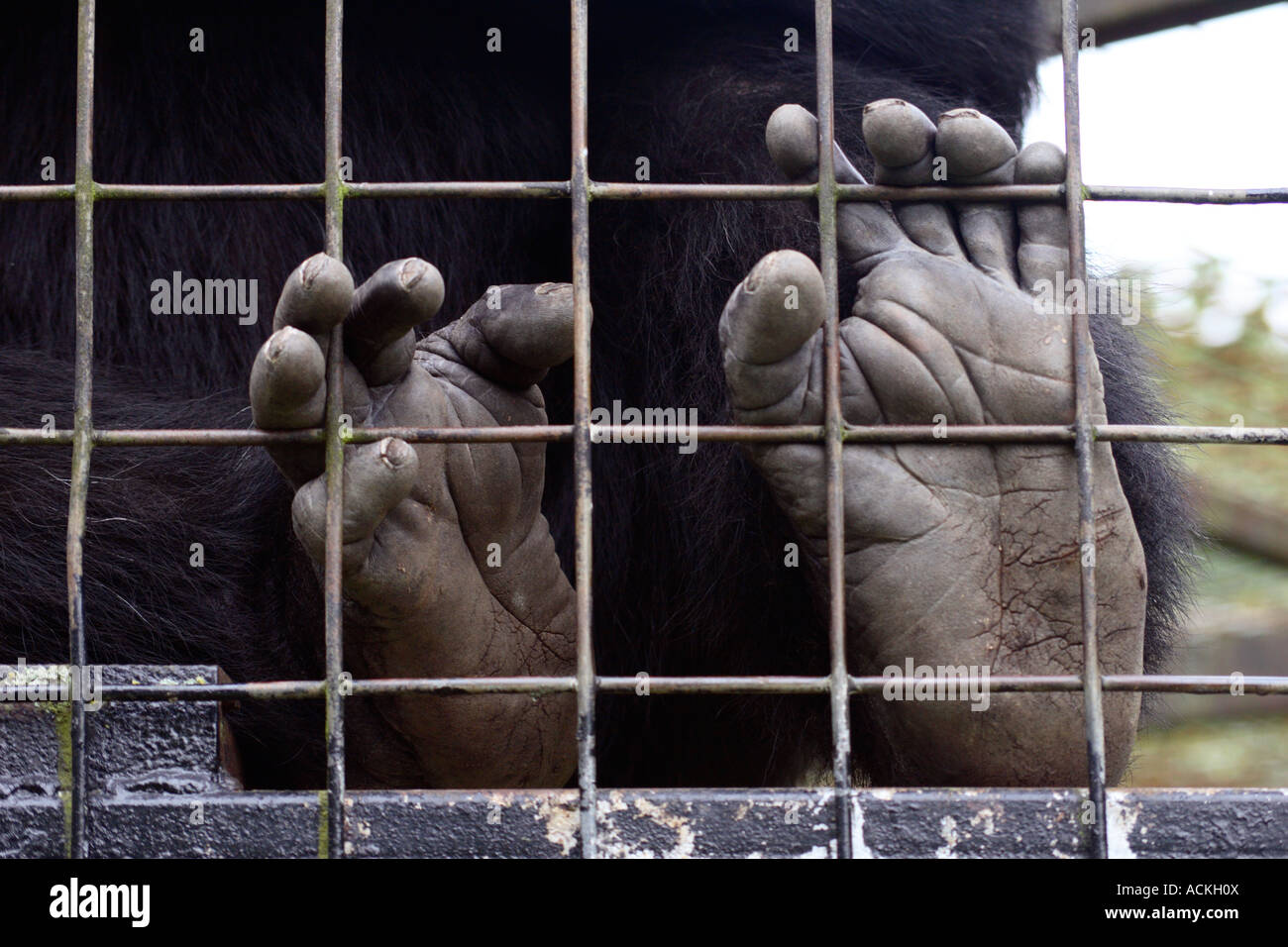 Schimpansen-Füße. Stockfoto