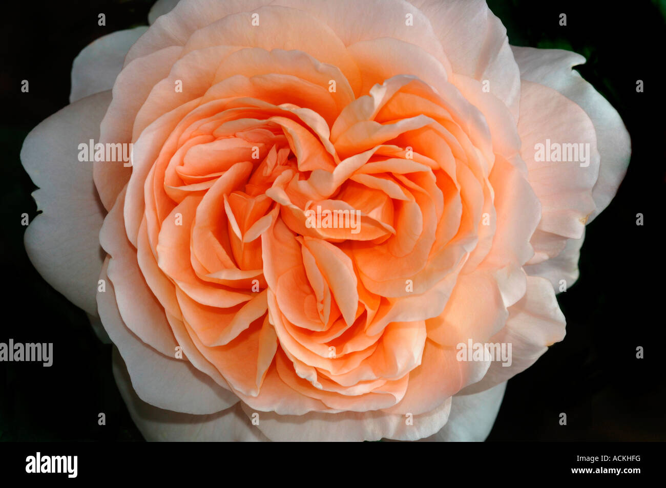 Nahaufnahme einer Pfirsich farbigen Rose benannt Ambridge. Stockfoto