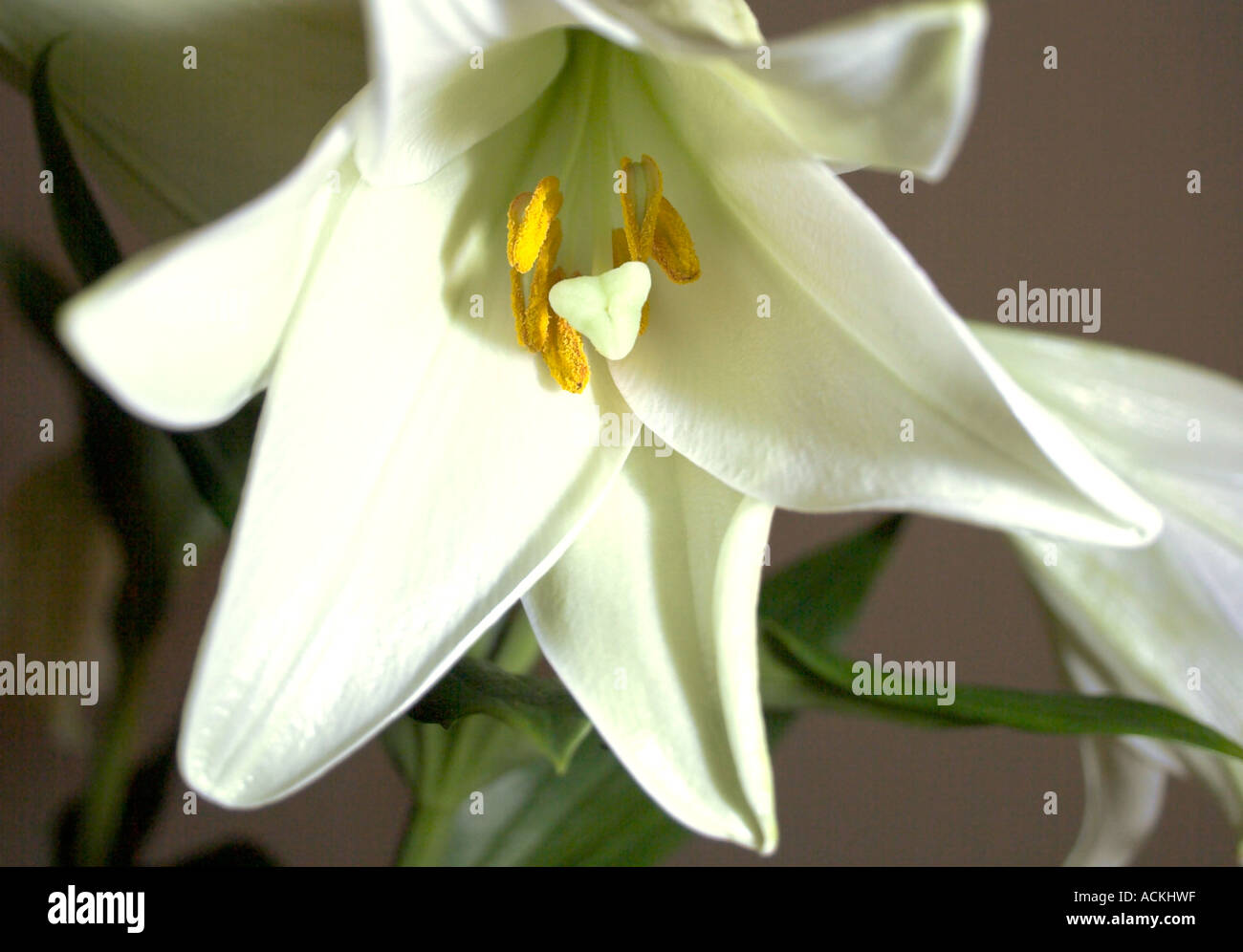 Die Madonna Lilie weiss Lilium Candidum Staubblätter grünen Blätter hybrid Stockfoto
