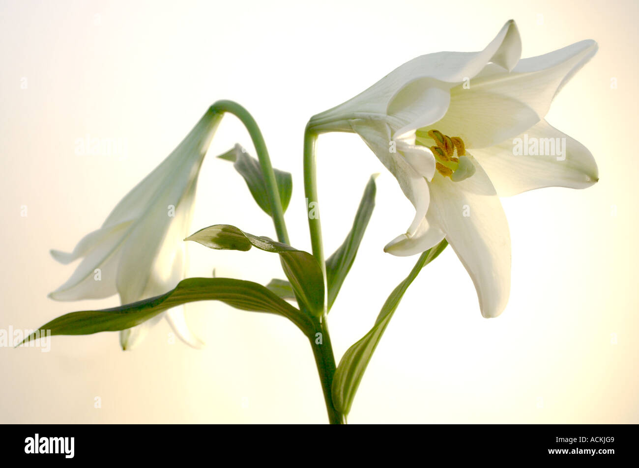 Blume Weiss Grun