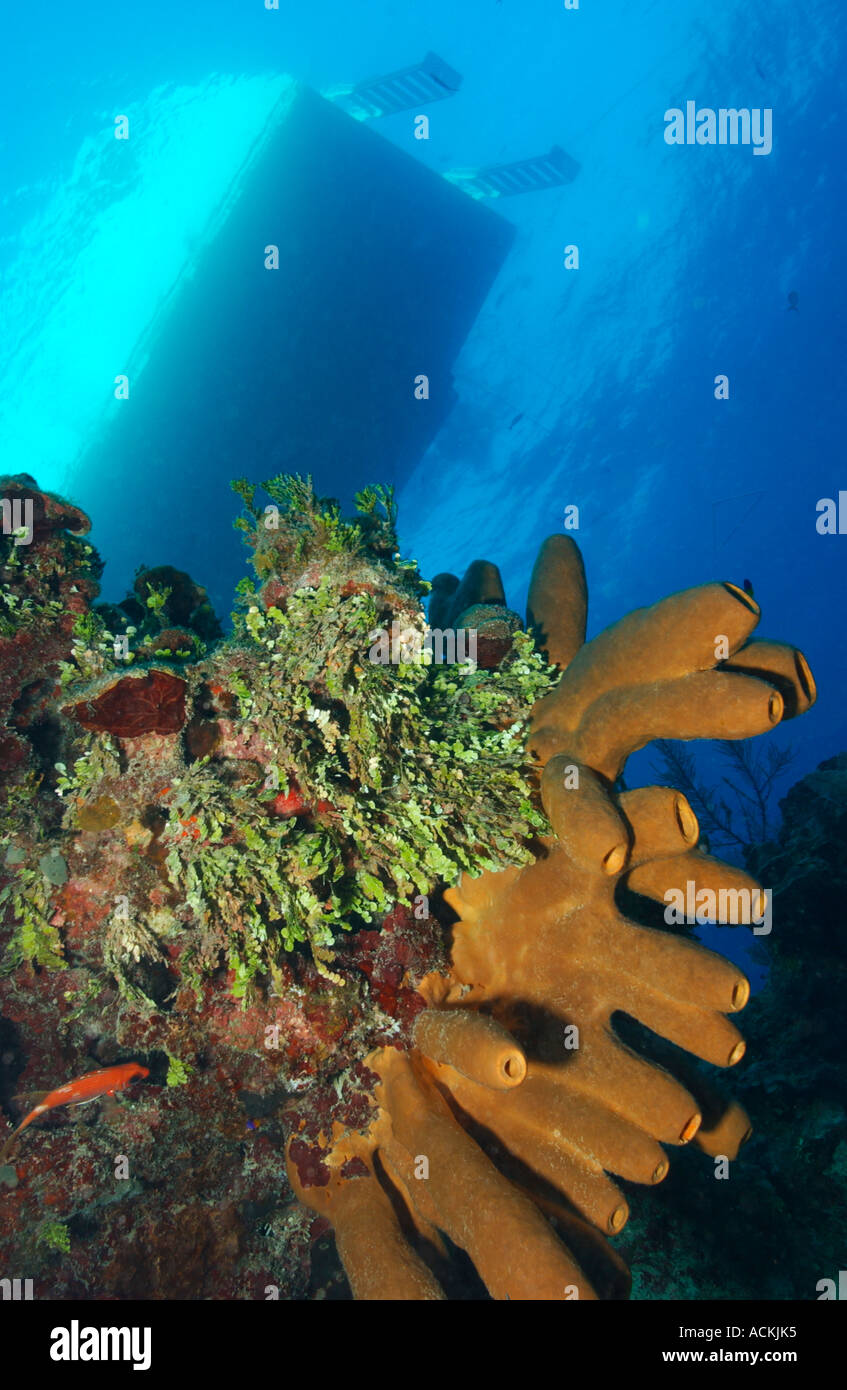 Unterwasser im Veranda Tauchschiff Website Tauchen auf Oberfläche Belize Stockfoto