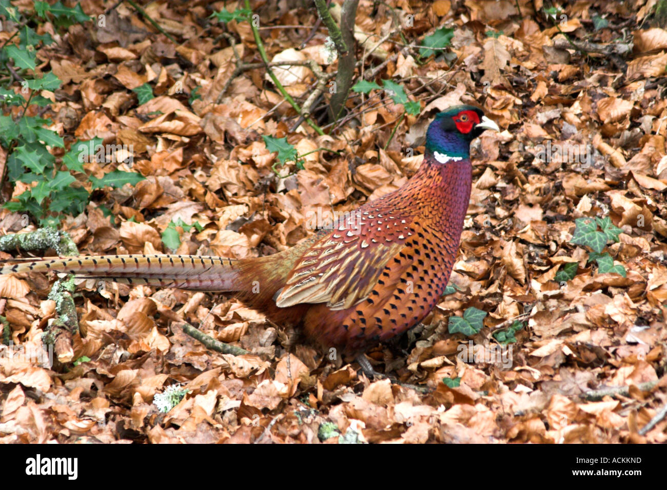 Fasan Phasianus Colchicus Männchen Stockfoto