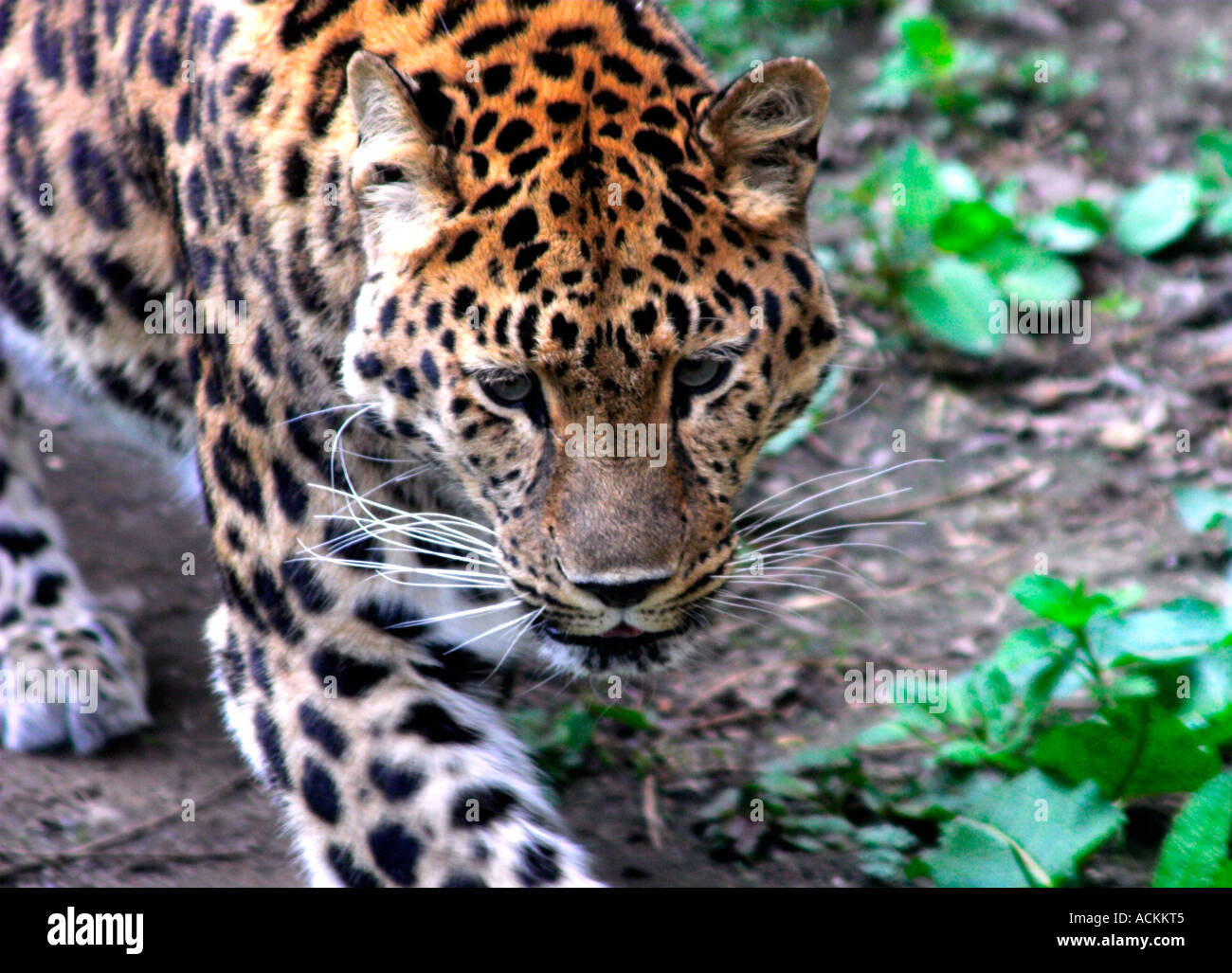 Aumur Leoparden Panthera Pardus Orietalis schlich Stockfoto
