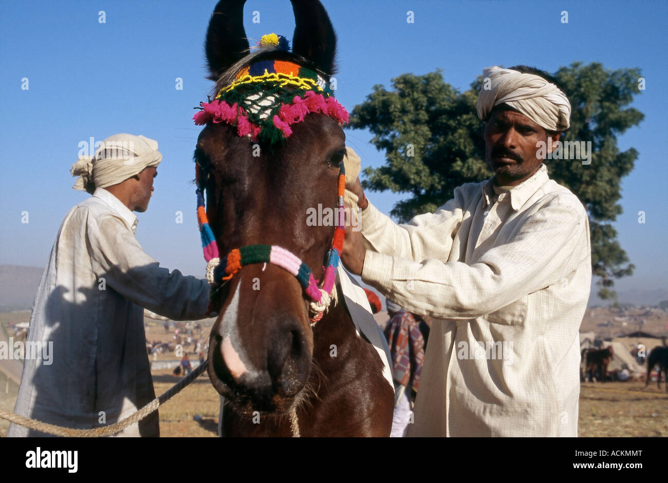 Bräutigam mit einem Marwari Pferd in Pushkar Fair Stockfoto