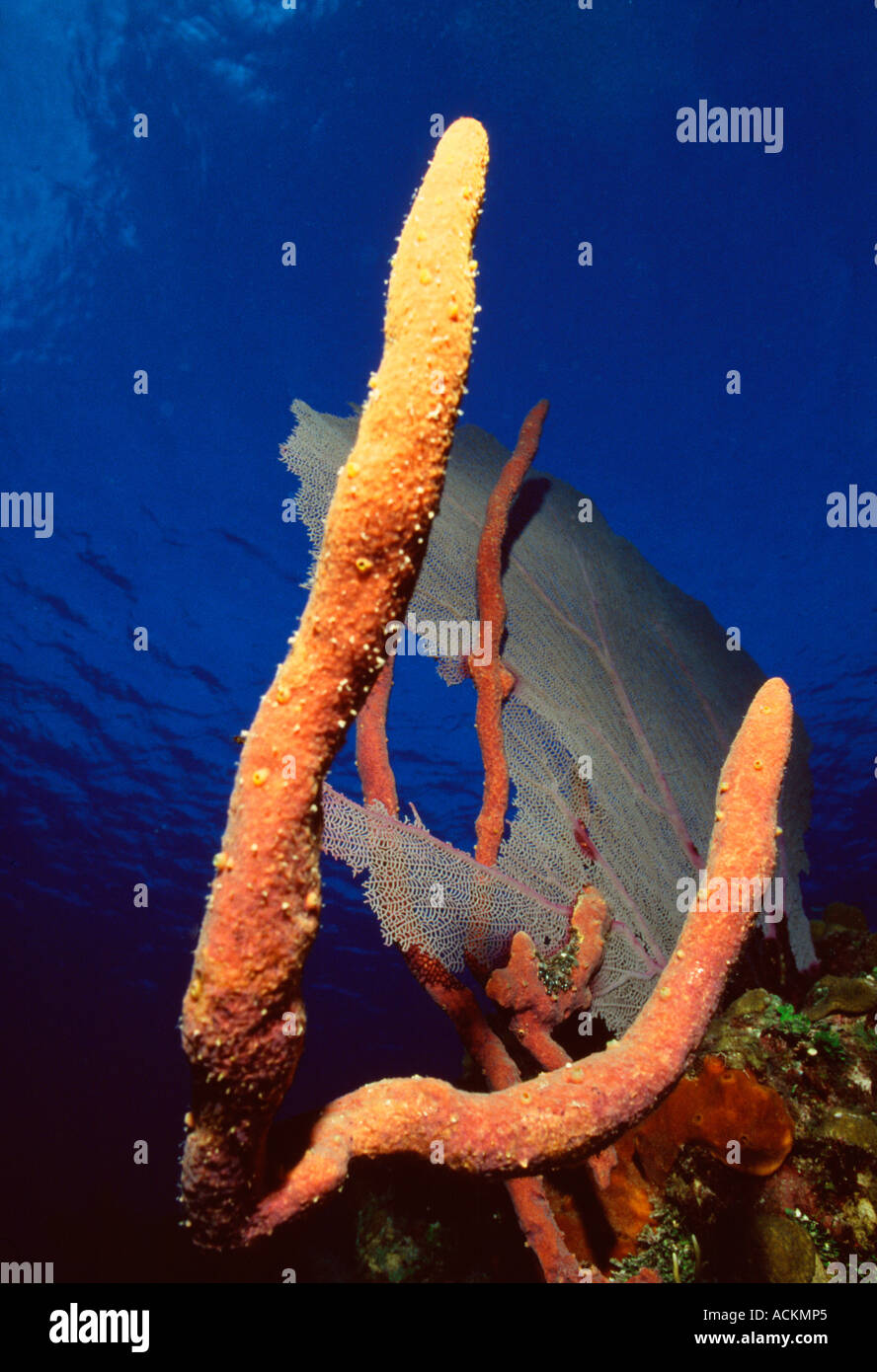 BWI-Grand Cayman-Cayman-Inseln Unterwasser Orange Schwamm mit Gorgonien im Hintergrund Stockfoto