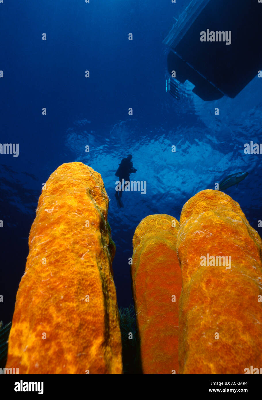 Röhre Schwämme Unterwasser Grand Cayman-Cayman Islands-BWI Stockfoto