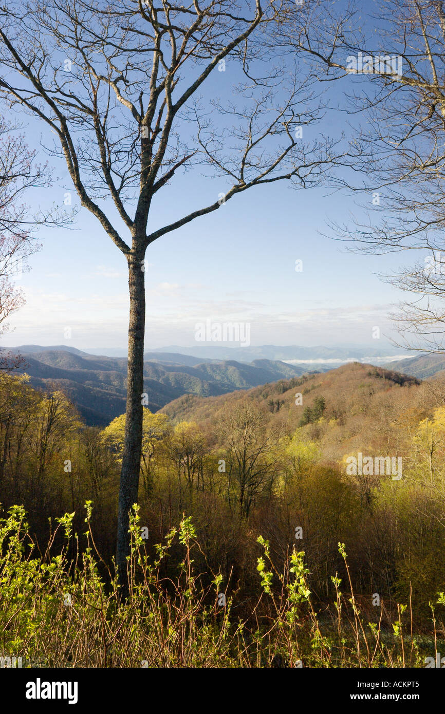 Eine malerische Aussicht auf ein Tal mit frühmorgendlichem Nebel entlang des US Highway 441 durch den Great Smoky Mountains National Park in Tennessee und North Carolina, USA Stockfoto