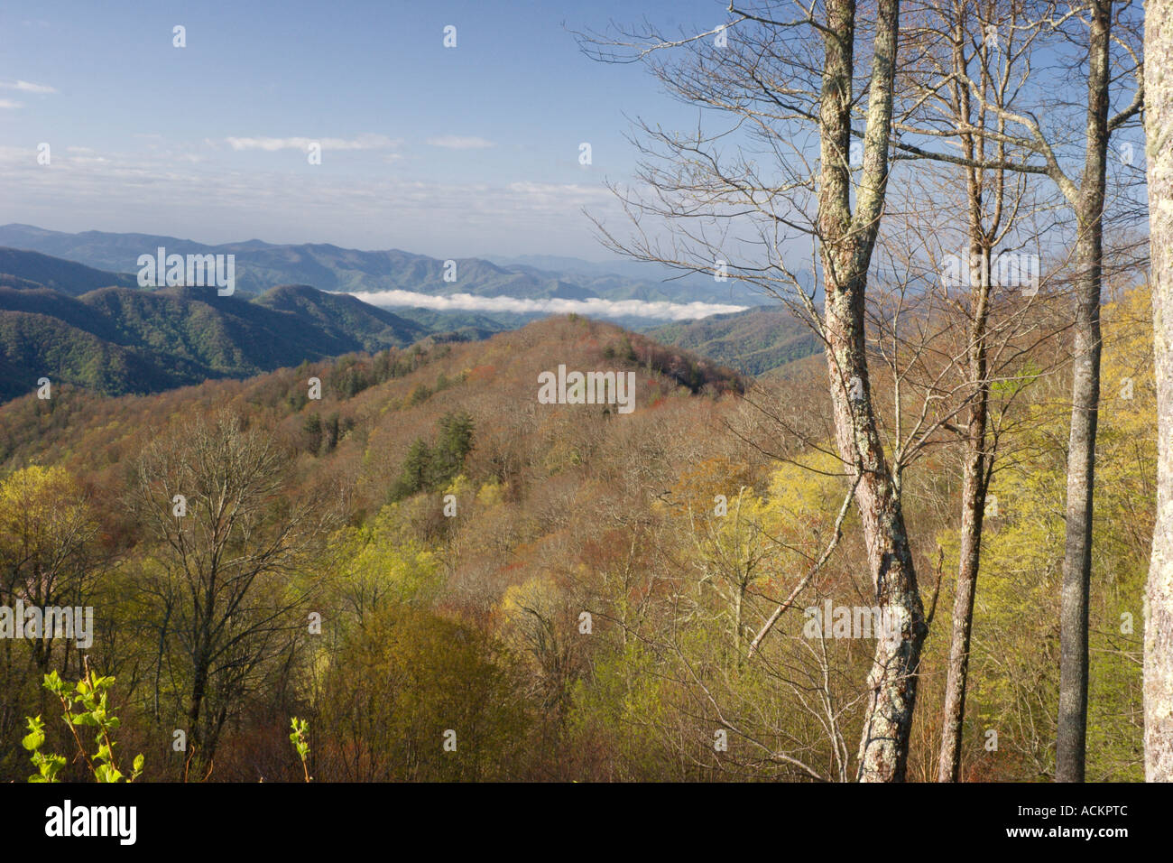 Eine malerische Aussicht auf ein Tal mit frühmorgendlichem Nebel entlang des US Highway 441 durch den Great Smoky Mountains National Park in Tennessee und North Carolina, USA Stockfoto
