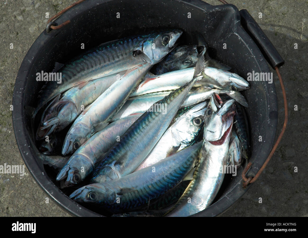 Eimer mit Fisch, Abereron, Wales,U.K. Stockfoto