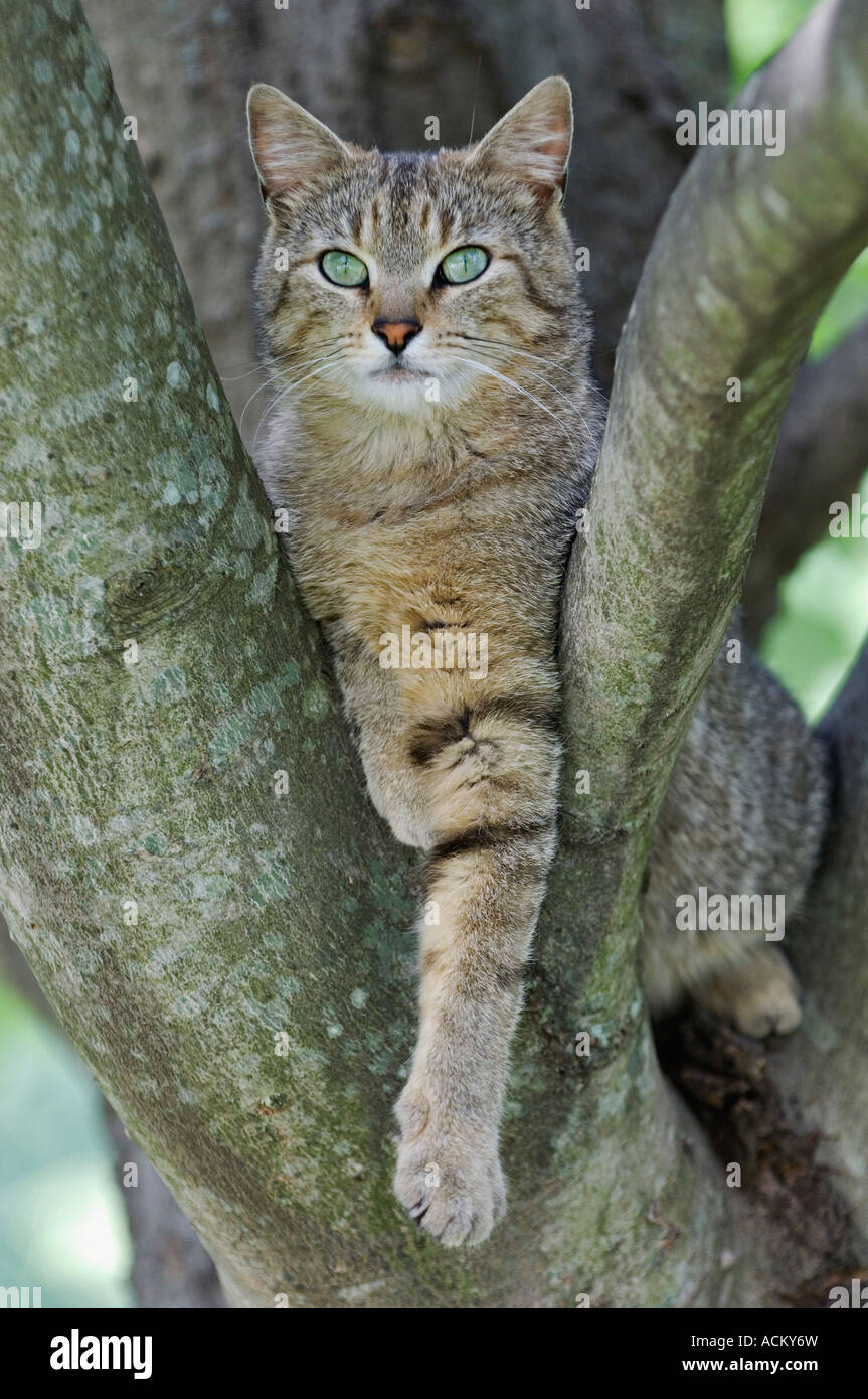 Alarmieren Sie, graue Tabbykatze relaxen am Glied des rot-Ahorn-Baum Stockfoto