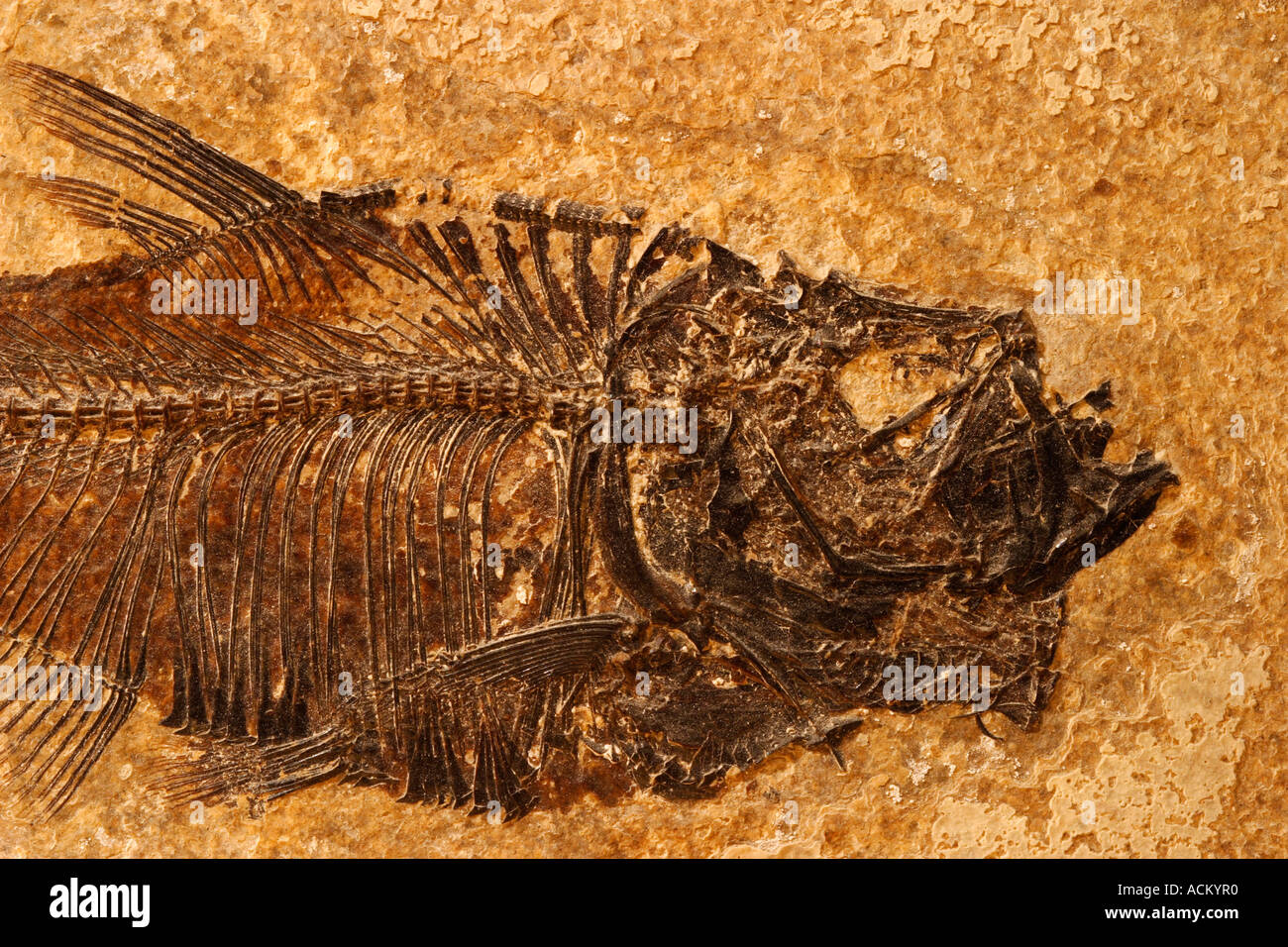 Detail eines Fossils eozänen Fisch auf einem strukturierten Sandstein-Hintergrund Stockfoto
