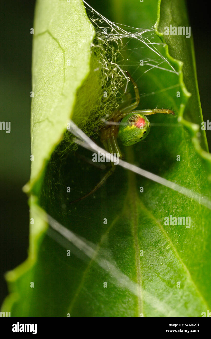 Weibliche grüne Orb-Weaver Spider Gebäude einen Kokon (Araniella Cucurbitina) Stockfoto