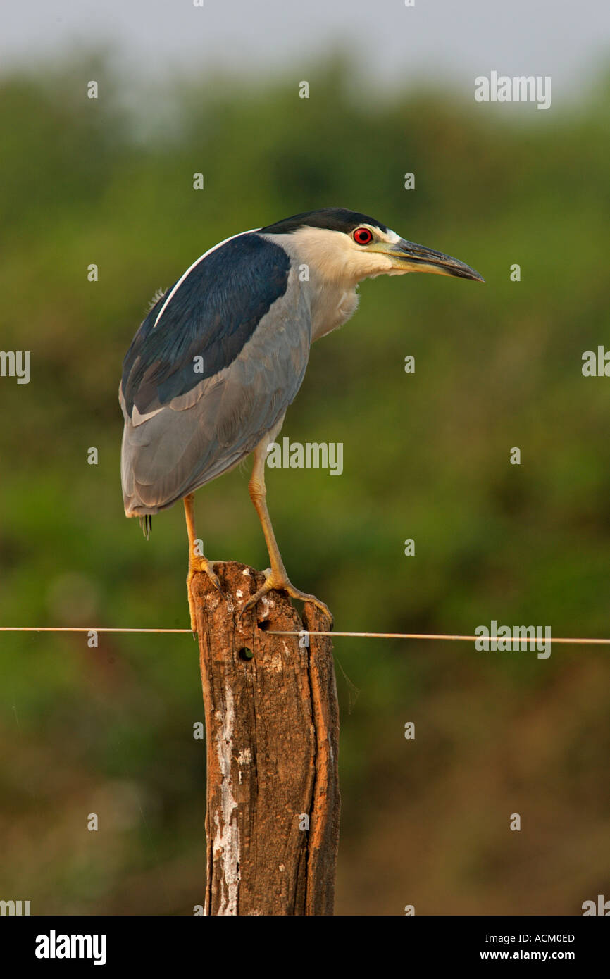 Schwarz gekrönt NACHTREIHER Nycticorax nycticorax Stockfoto